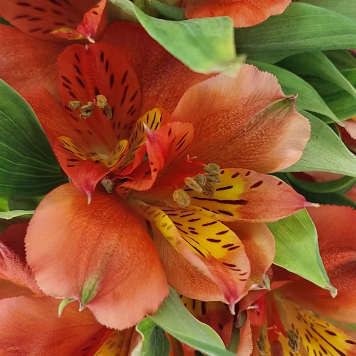 ALSTROEMERIA