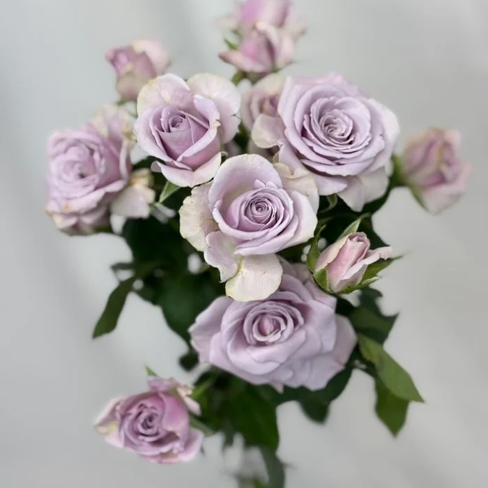 SPRAY ROSES