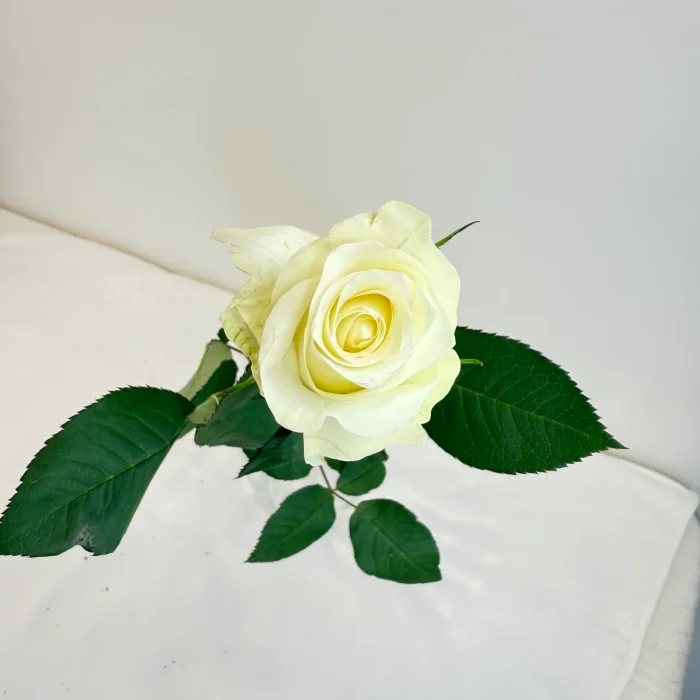 WHITE ROSE